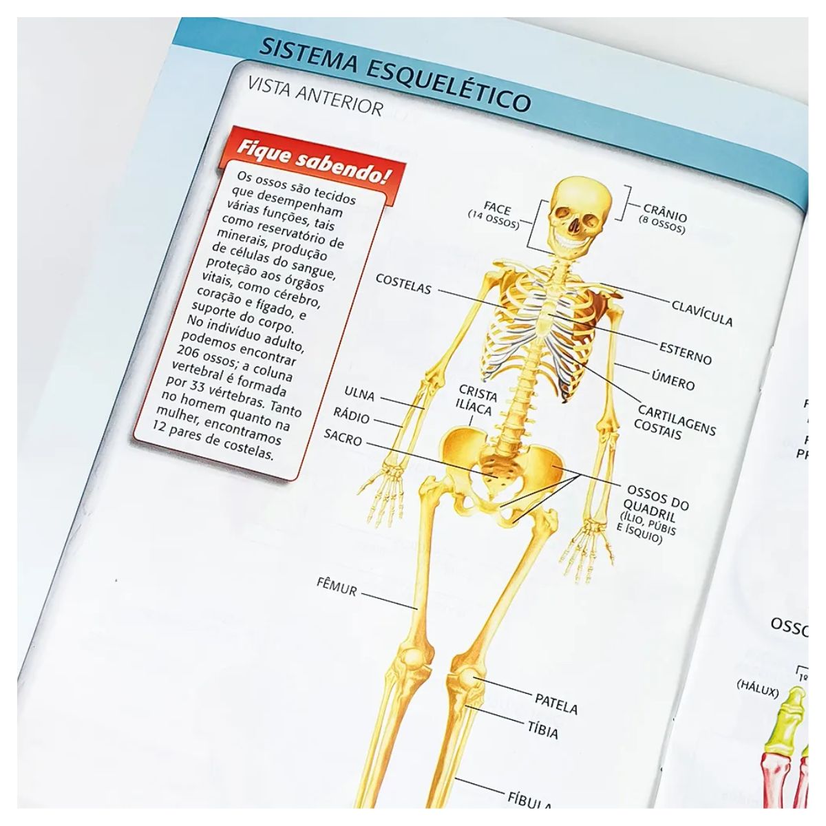 Livro Atlas Ilustrado do Corpo Humano - Ciranda Cultural