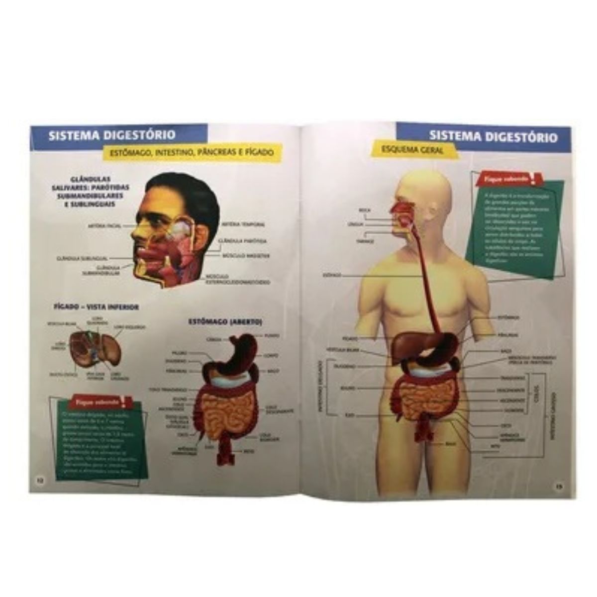 Livro Atlas Corpo Humano - Ciranda Cultural